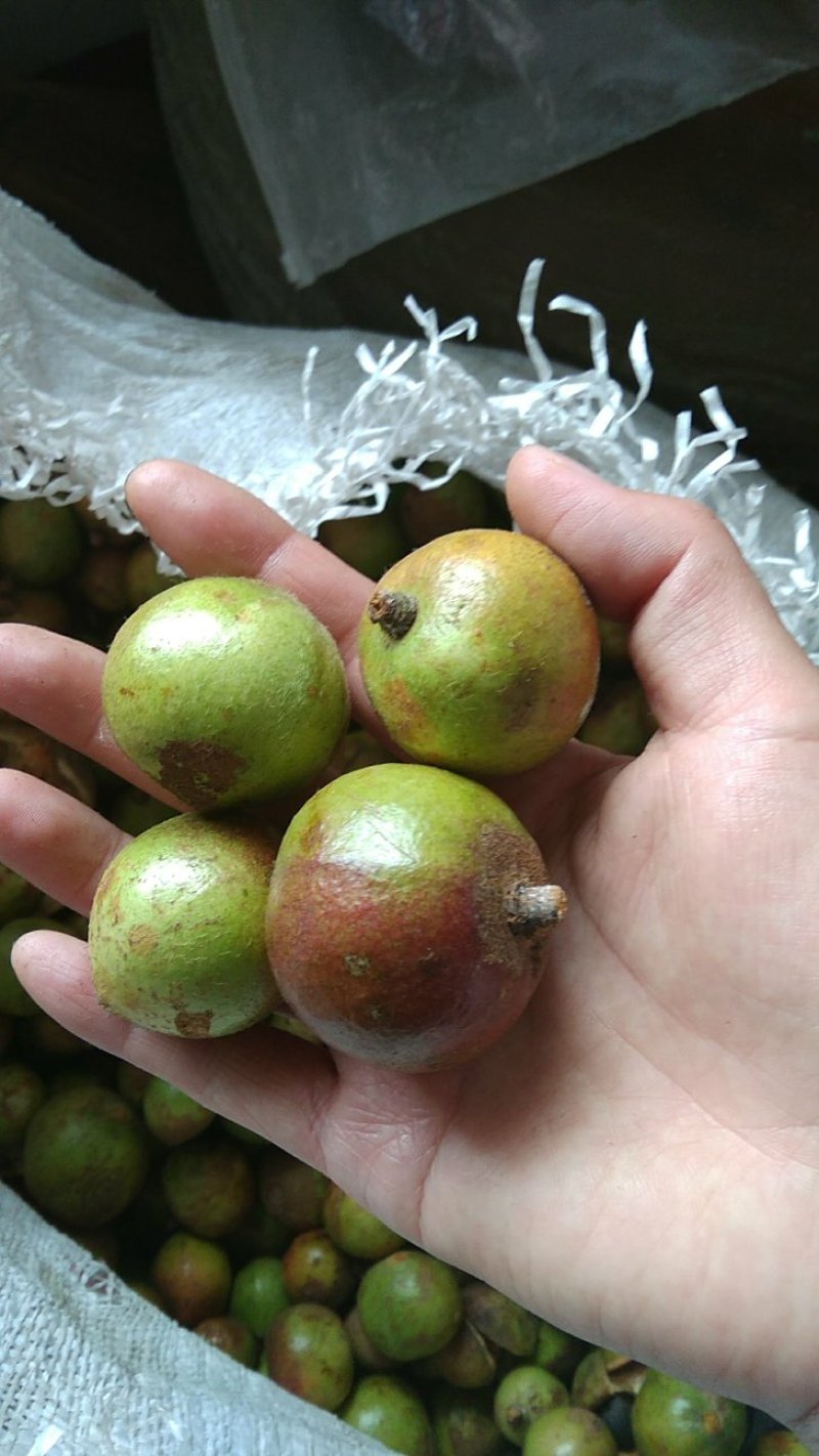优质油茶鲜果