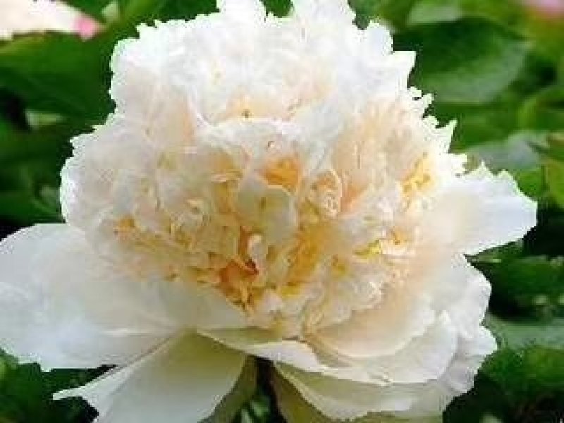 洛阳观赏牡丹花～白色系！四季开花。基地直发！正品保证！