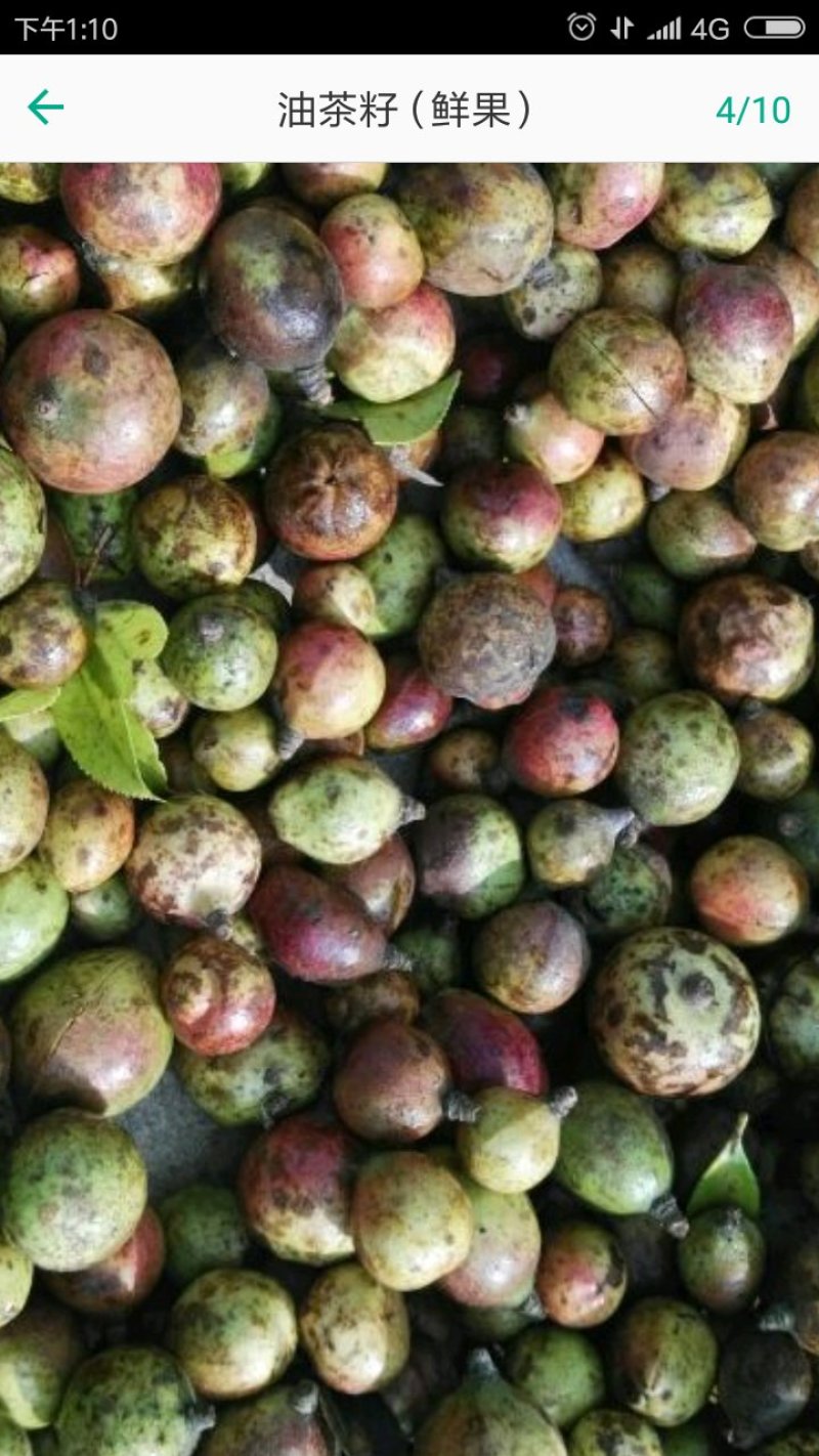 优质油茶鲜果