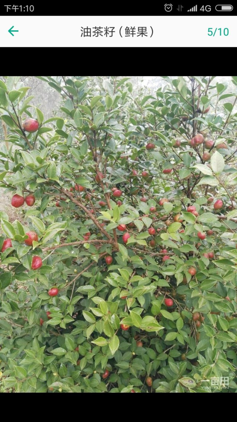 优质油茶鲜果