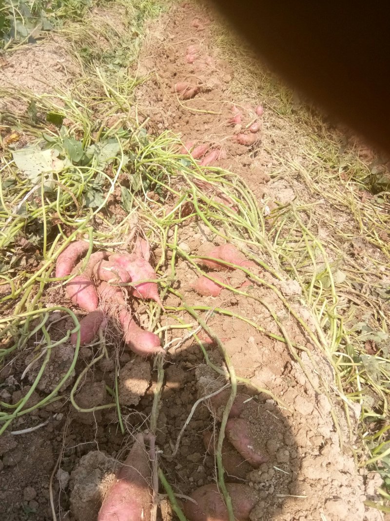 春红薯
