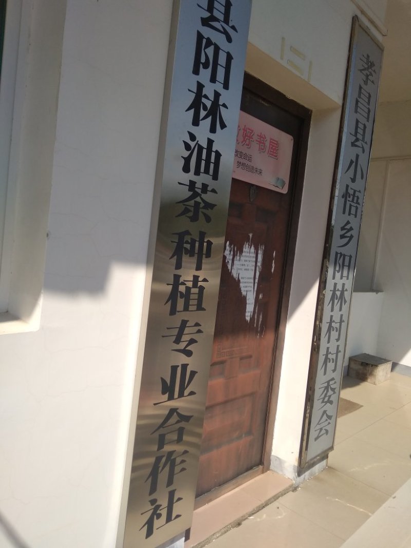优质油茶鲜果