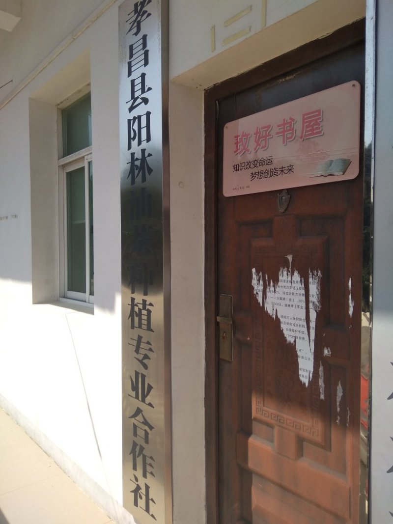 优质油茶鲜果