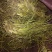 肺心草,梅花草、白侧耳