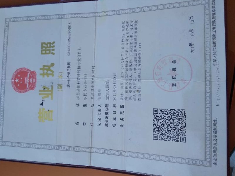 优质油茶鲜果
