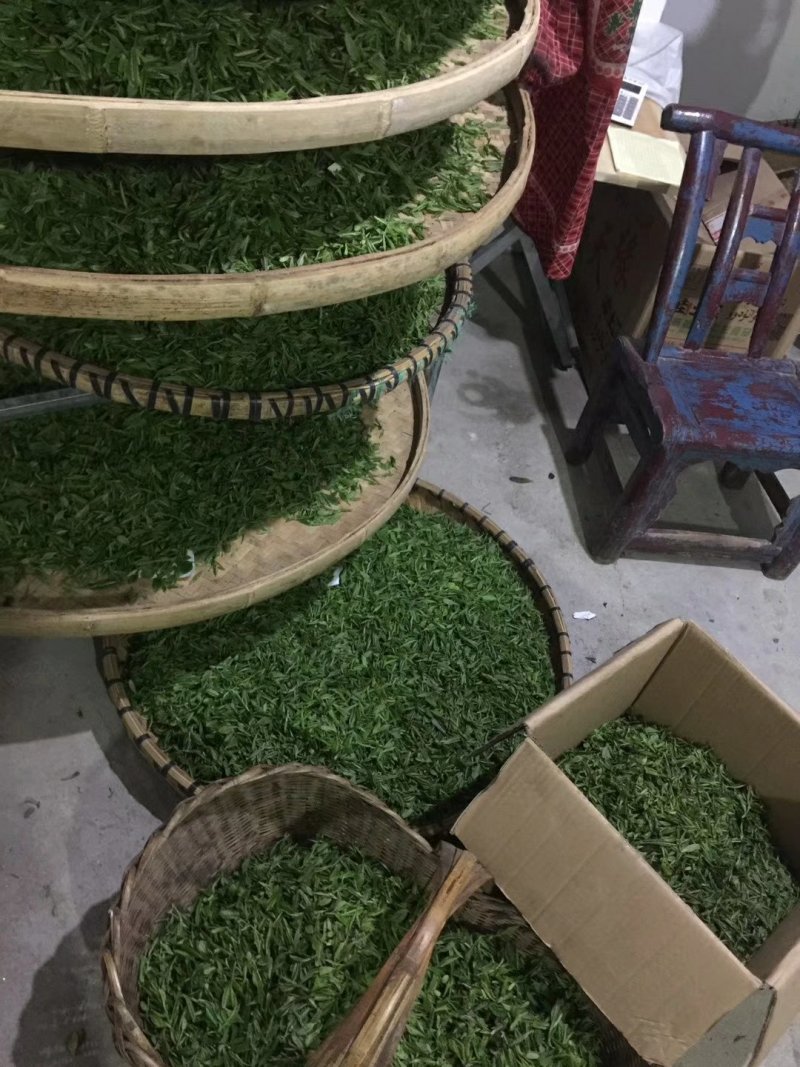 优质油茶鲜果