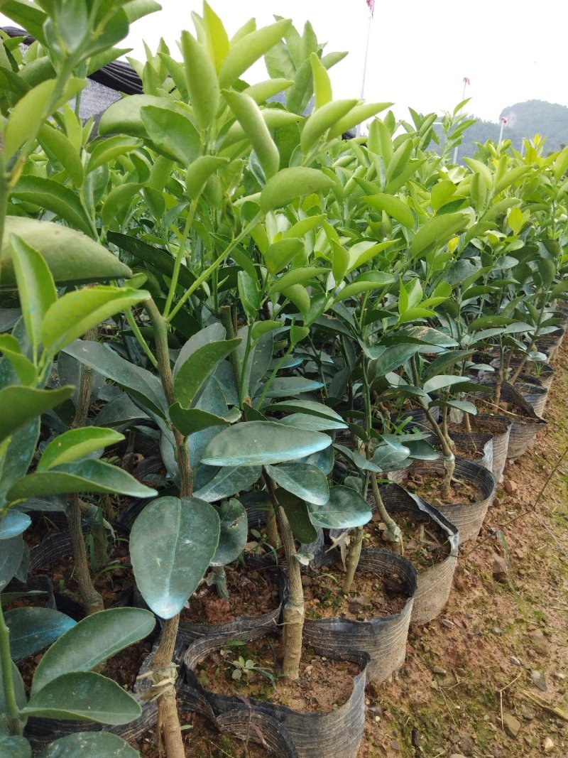 本苗场大量供应茂谷柑苗，及各种柑橘一年苗，两年苗