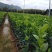 本苗场大量供应茂谷柑苗，及各种柑橘一年苗，两年苗