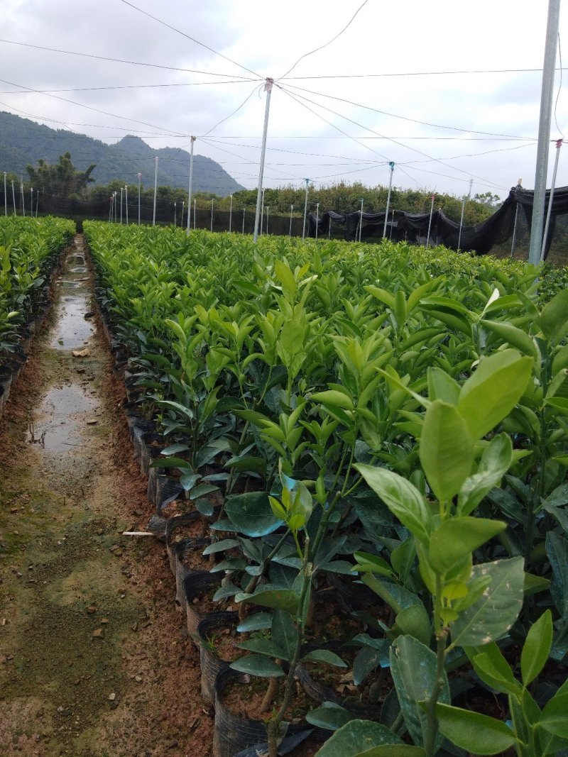 本苗场大量供应茂谷柑苗，及各种柑橘一年苗，两年苗