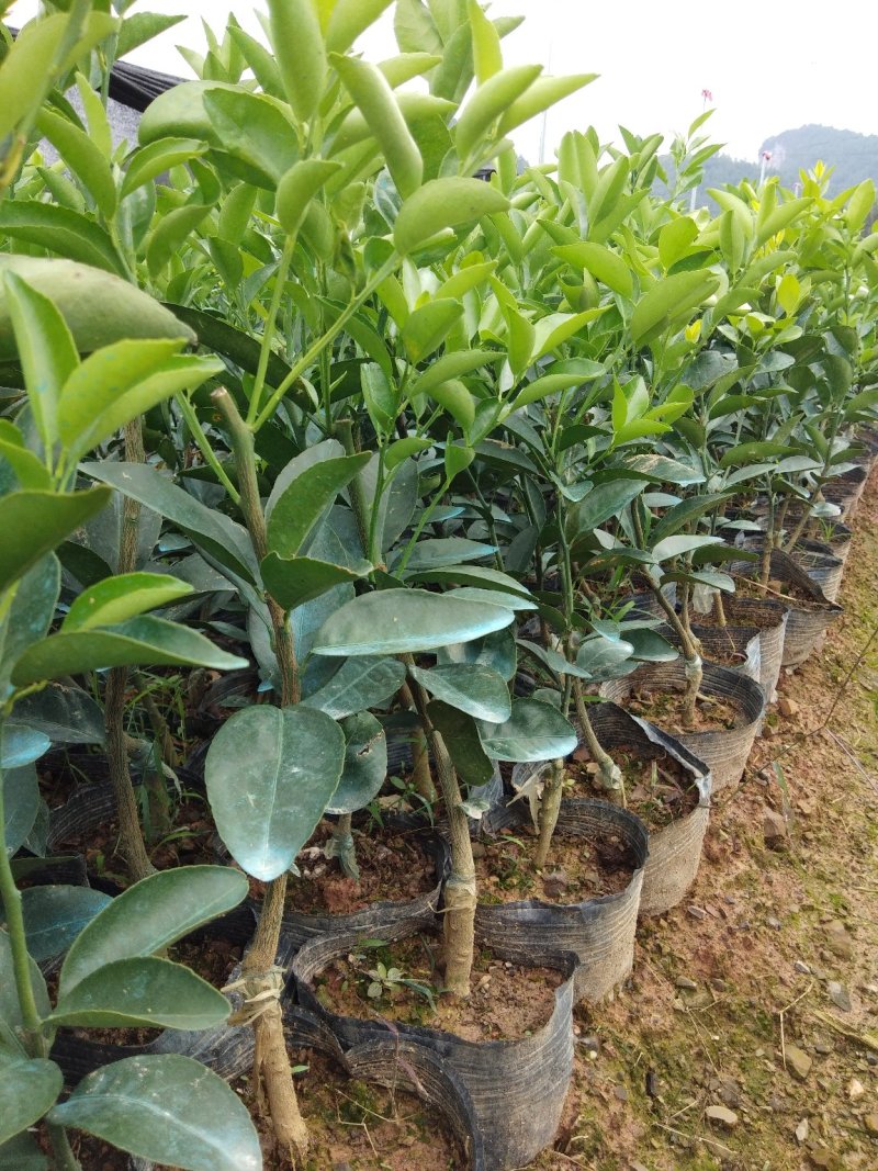 本苗场大量供应茂谷柑苗，及各种柑橘一年苗，两年苗