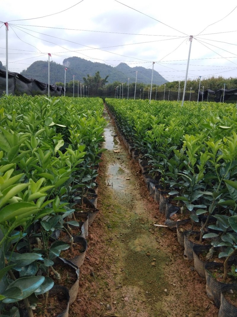 本苗场大量供应茂谷柑苗，及各种柑橘一年苗，两年苗