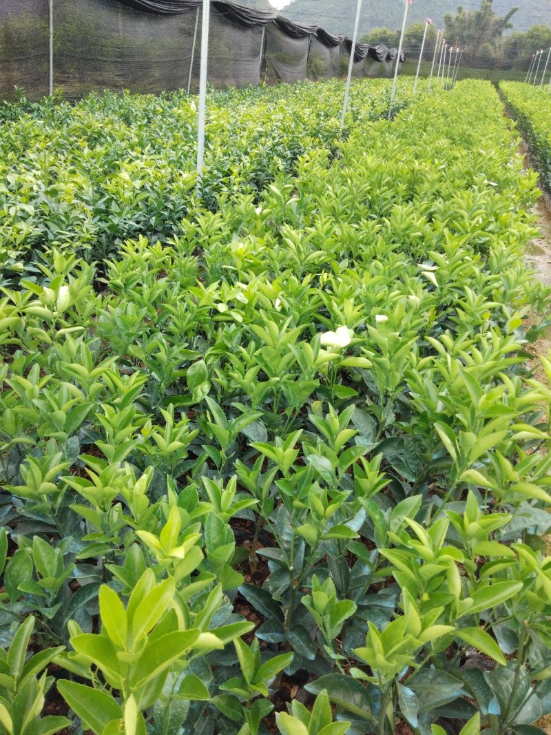本苗场大量供应茂谷柑苗，及各种柑橘一年苗，两年苗