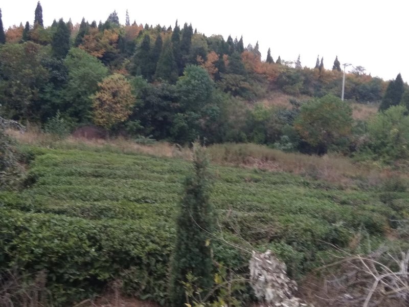 优质油茶鲜果