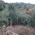 优质油茶鲜果