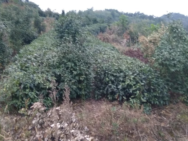 优质油茶鲜果