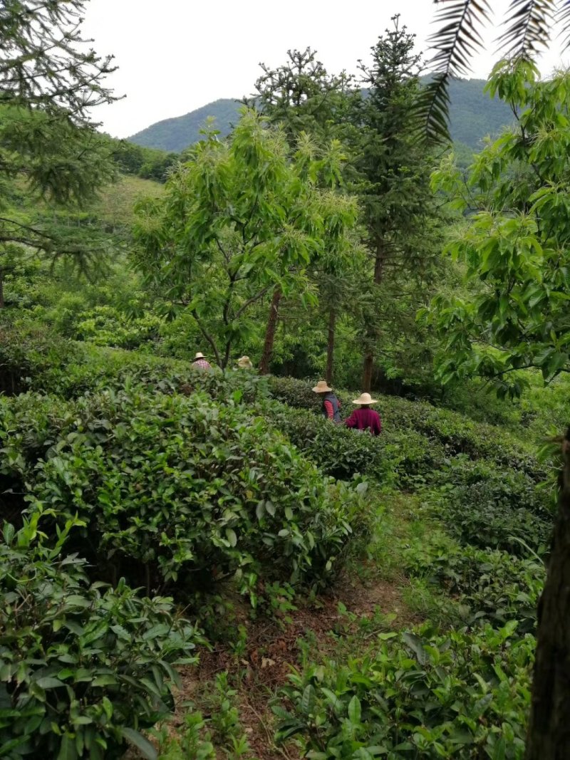 优质油茶鲜果