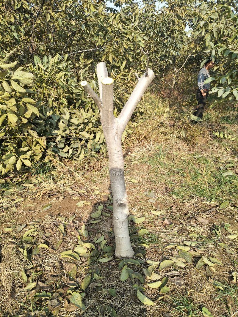 7-8-9-10核桃树河北石家庄赞皇县