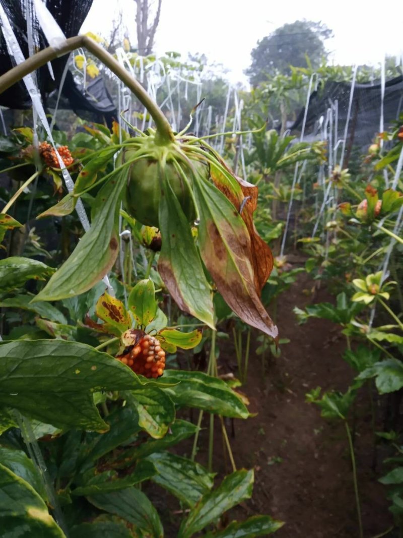 滇重楼籽出芽率90%以上