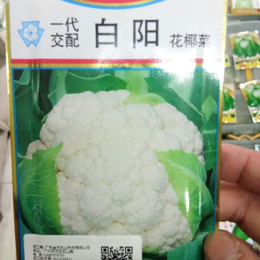 日本杂交进口春花菜种子耐寒花菜种子