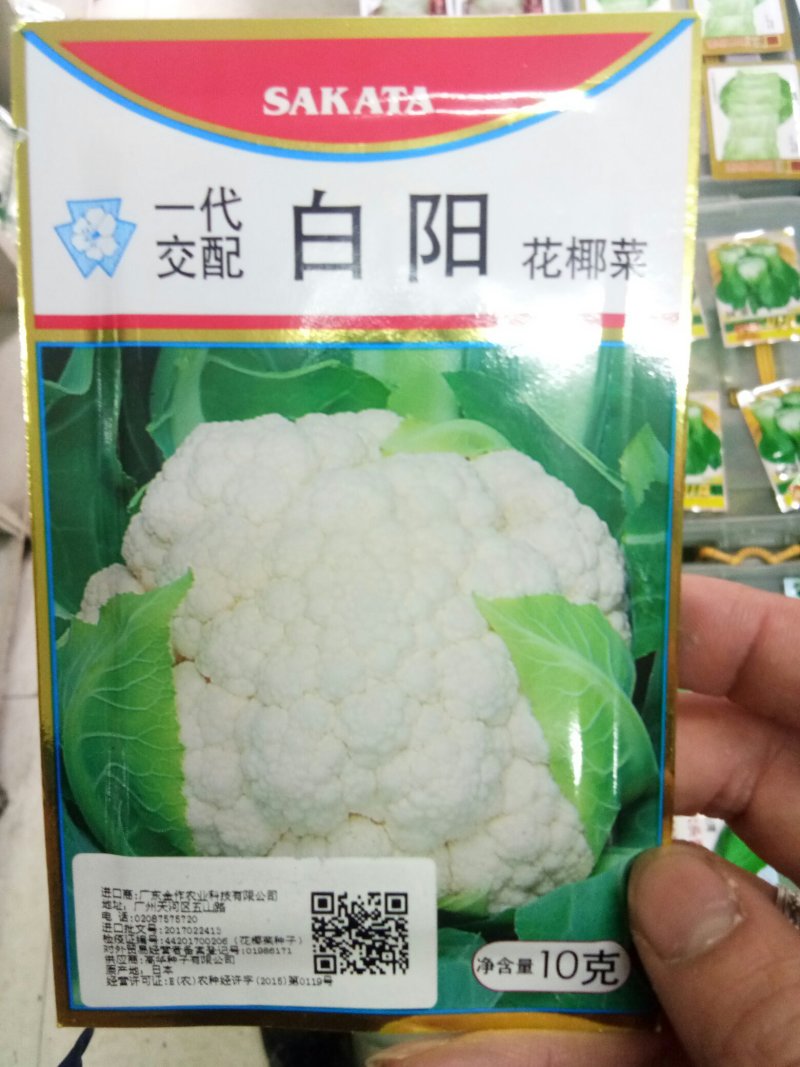 日本杂交进口春花菜种子耐寒花菜种子