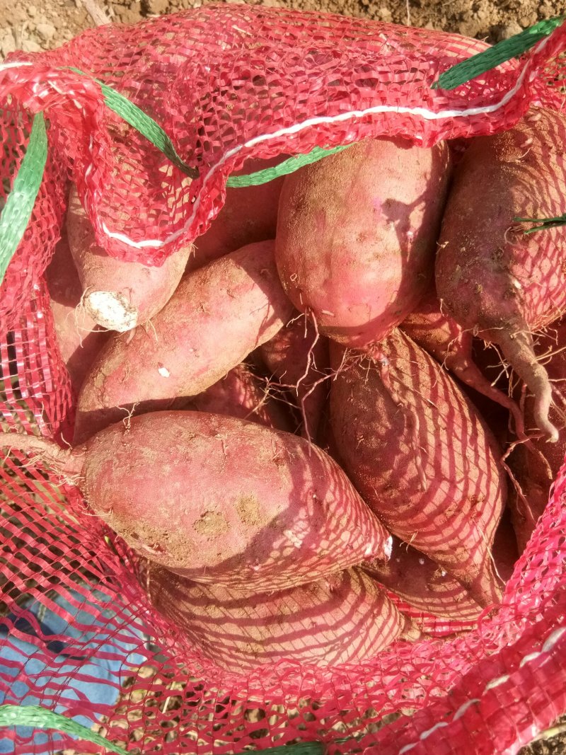 春红薯高淀粉