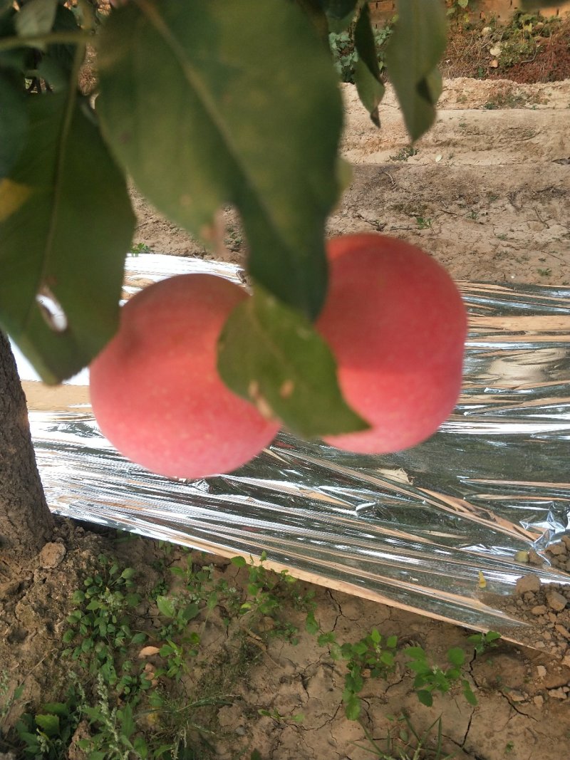 纸袋富士苹果三两起步