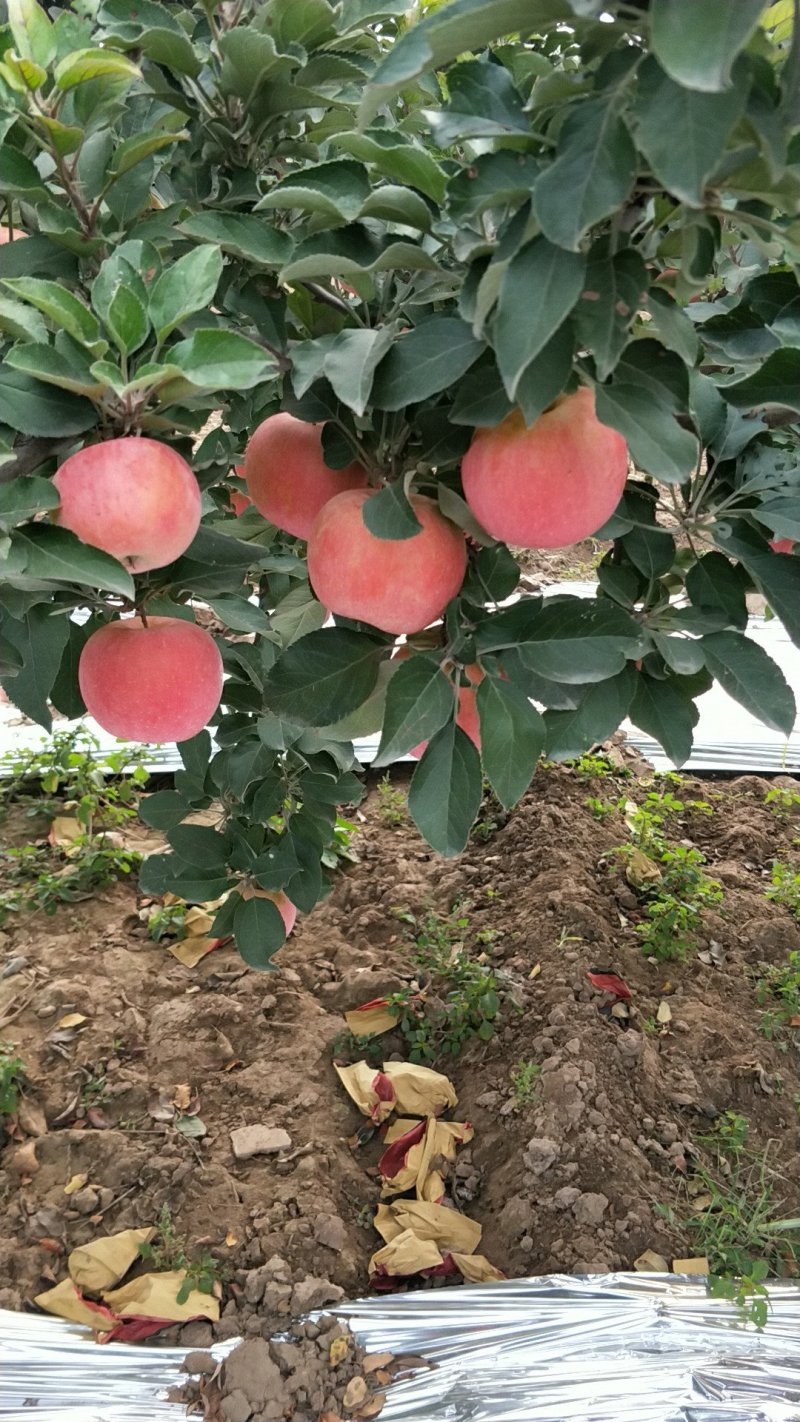 纸袋富士苹果三两起步