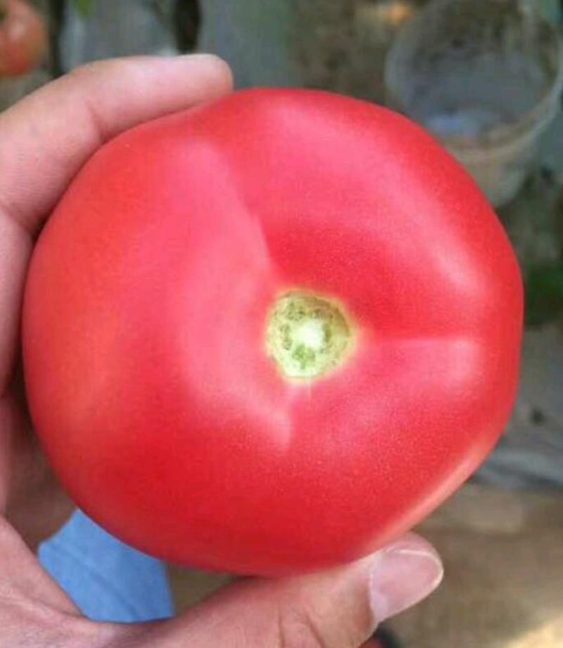 番茄种子红果番茄种子（渝红7号）