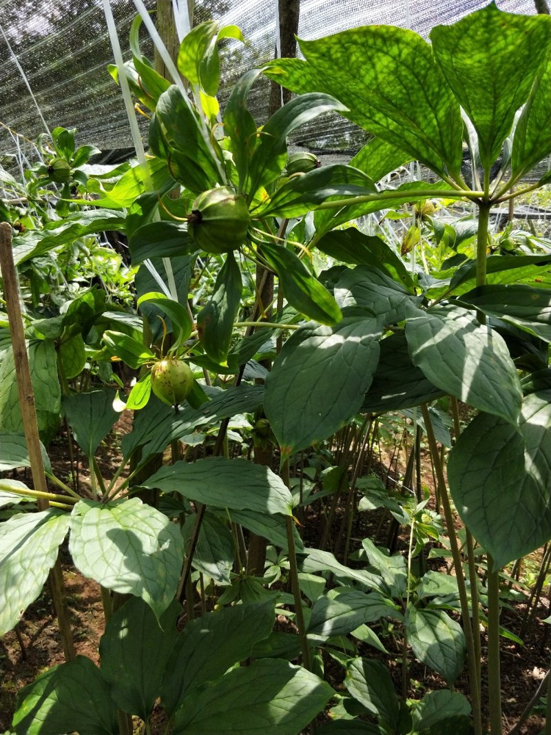 滇重楼籽出芽率90%以上