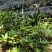 滇重楼籽出芽率90%以上