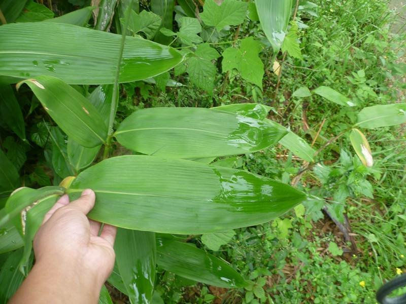 粽子叶粽叶新鲜大粽叶包粽子叶箬叶