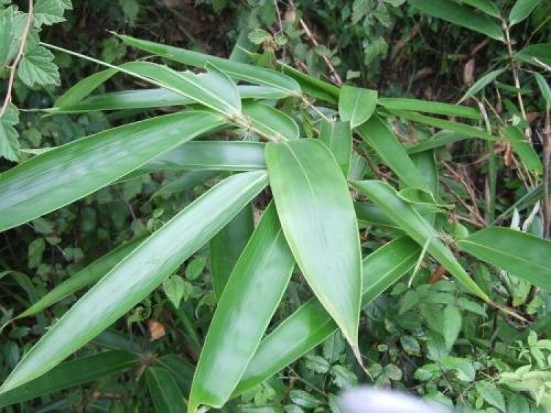 粽子叶粽叶新鲜大粽叶包粽子叶箬叶