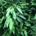 粽子叶粽叶新鲜大粽叶包粽子叶箬叶