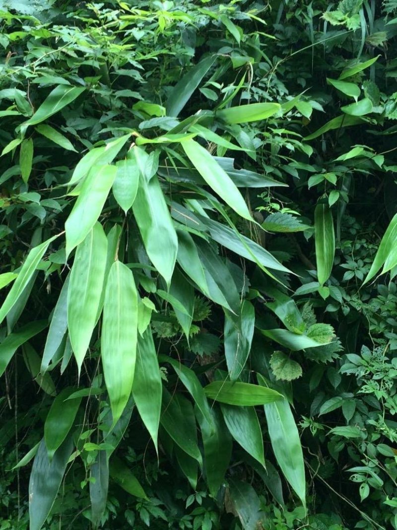 粽子叶粽叶新鲜大粽叶包粽子叶箬叶