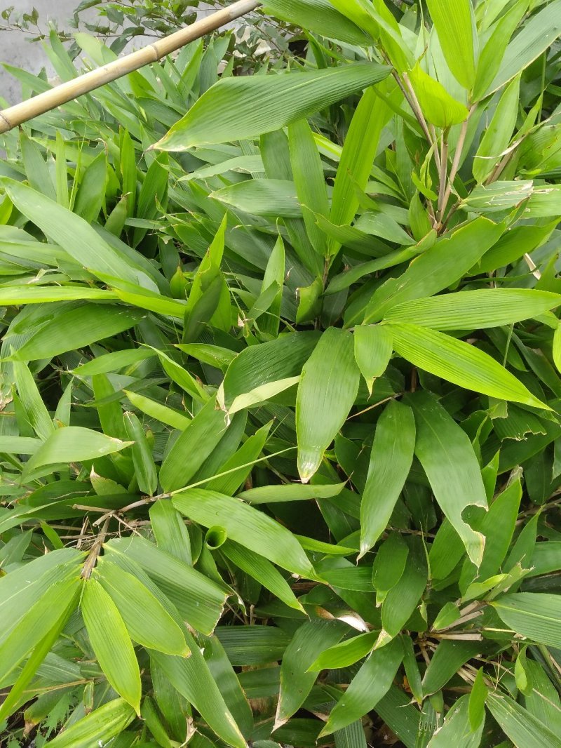 粽子叶粽叶新鲜大粽叶包粽子叶箬叶
