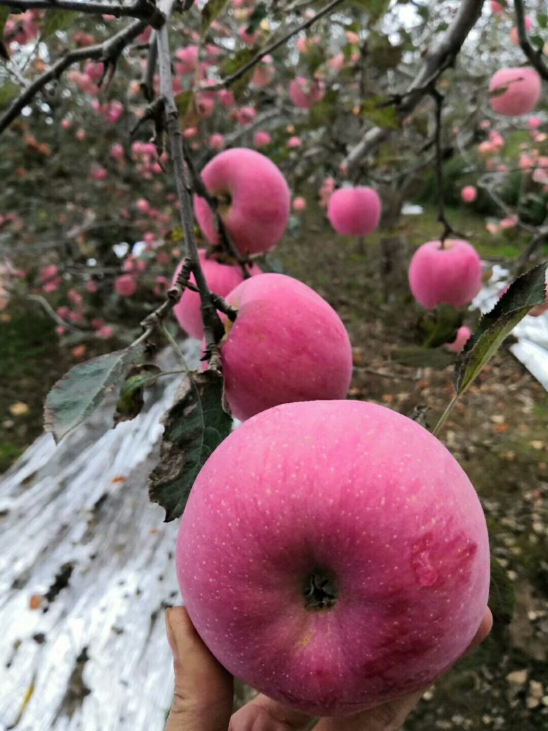 高原🍎