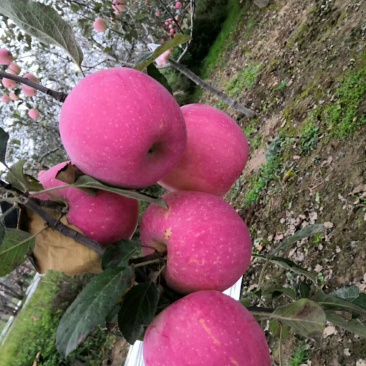 高原🍎