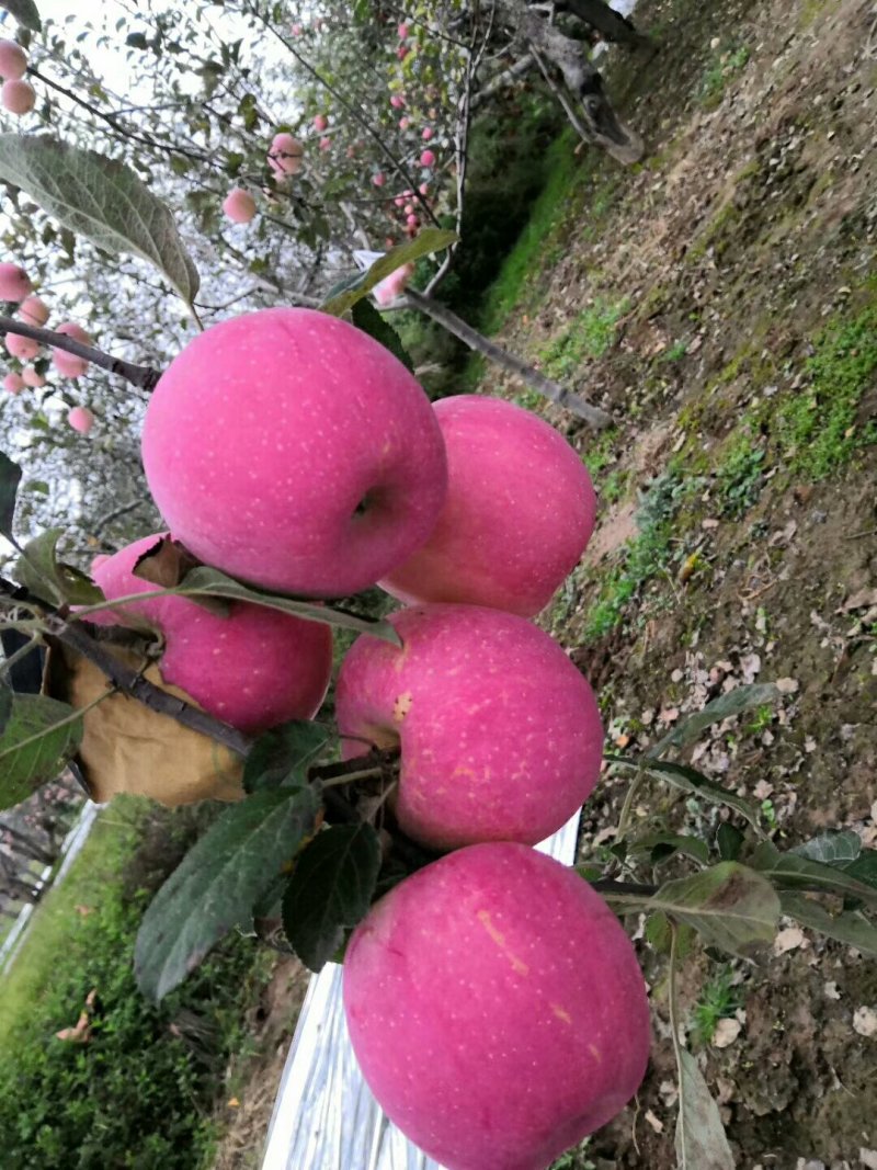 高原🍎