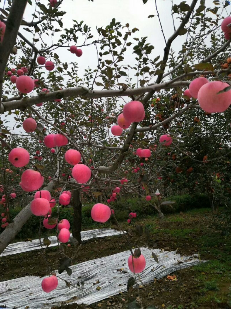 高原🍎