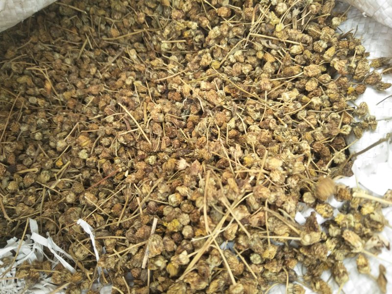 野菊花