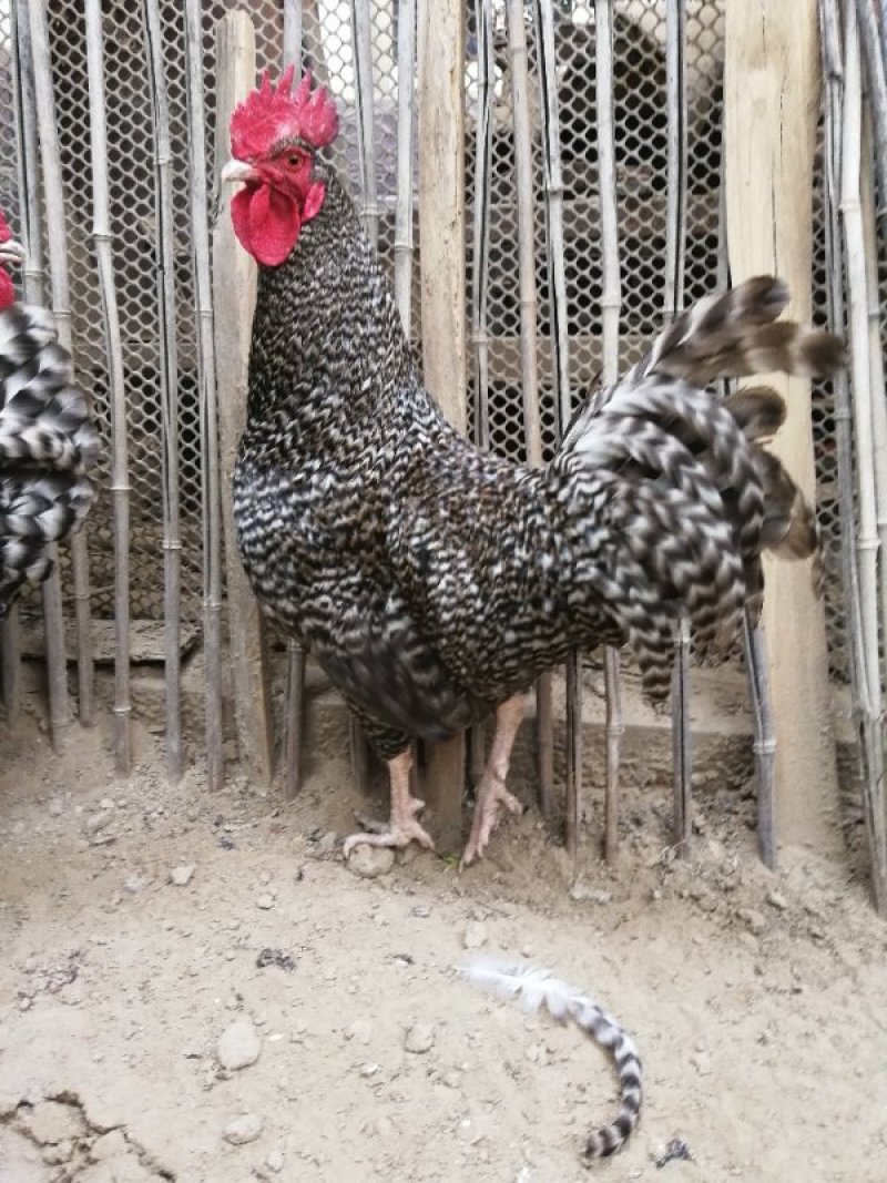 产绿壳蛋芦花鸡苗优质出壳汶上芦花鸡苗绿壳产蛋芦花鸡苗
