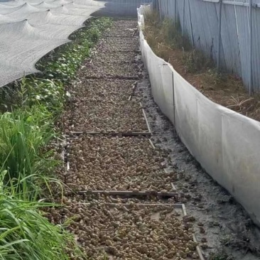青蛙苗
