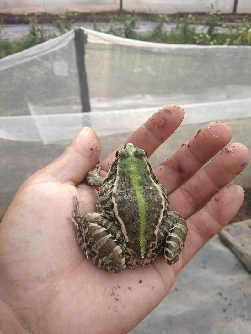 青蛙苗