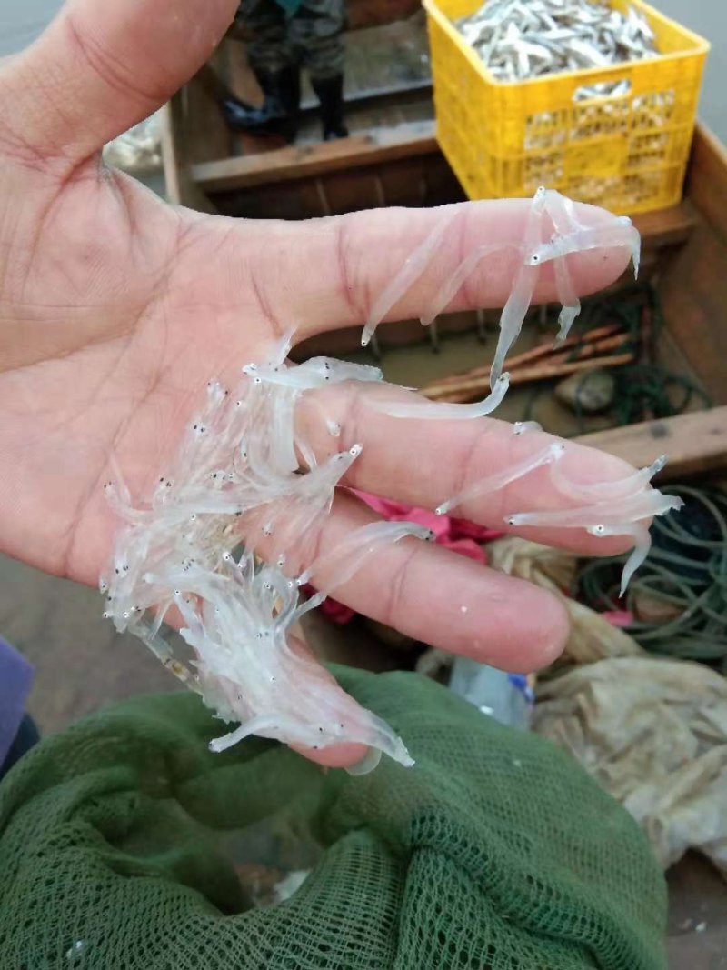小银鱼