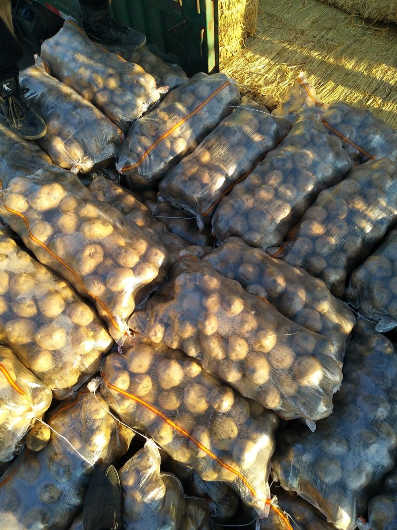 延暑系列商品菜豆大量供应