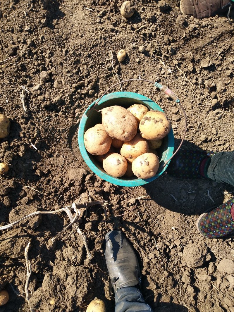 延暑系列商品菜豆大量供应