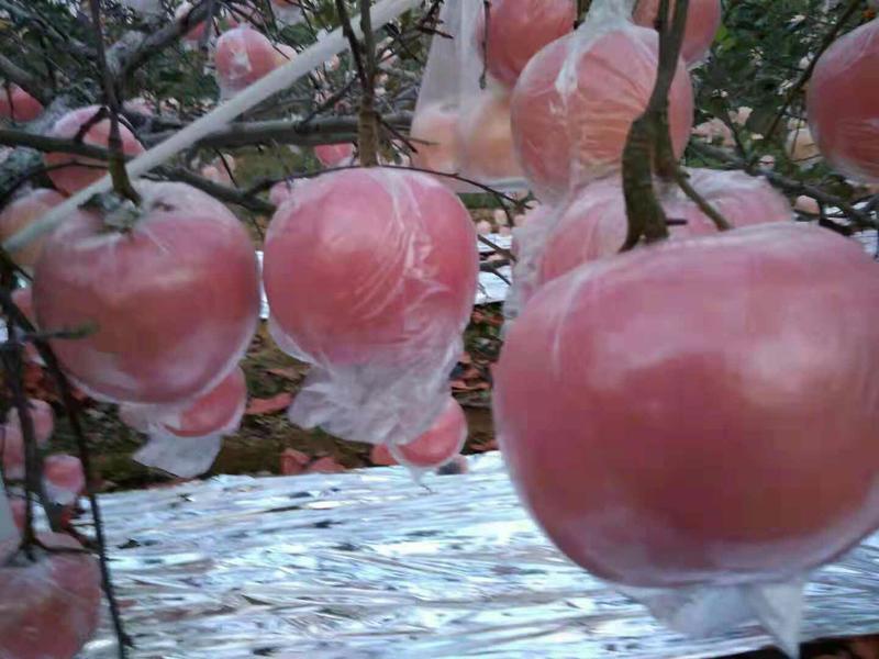 常年供应膜袋红富士苹果产地直销口感甜脆货源充足