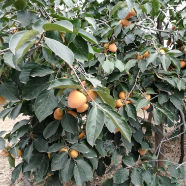 柿子树种苗大量出售,霜降前后栽植最佳时间