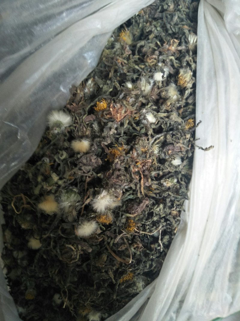 蒲公英