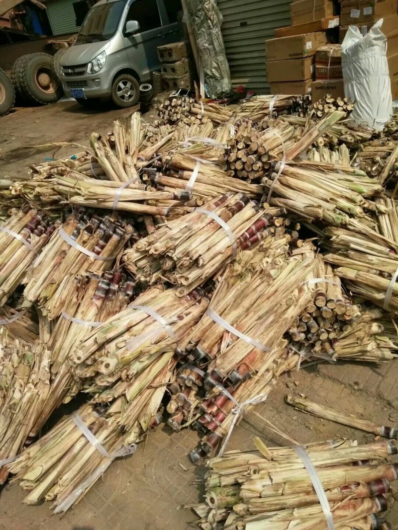 广西甘蔗甘蔗种苗糖料甘蔗种苗广西甘蔗甘蔗种苗